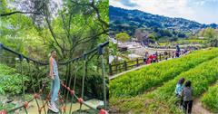 台北｜貓空8條特色步道：搭捷運就能到，輕鬆賞魯冰花、茶園景觀！