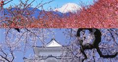 日本｜關東近郊10大賞櫻景點推薦：想賞櫻不用擠在東京！外圍縣市也能看見富士山，還能同時泡溫泉！