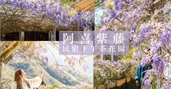 嘉義梅山│阿喜紫藤：被紫藤花包圍的瑞里民宿，賞花拍照還能喝下午茶
