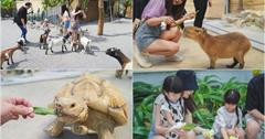 宜蘭｜回巢Homing：親子假日出遊推薦！與山羊、狐獴、天竺鼠近距離互動，還有免費室內設施