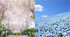 日本春季花海推薦！必看粉蝶花、紫藤花，錯過櫻花季還有這些花海看！