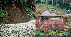 苗栗桐花祭4/11開跑！賞花步道＋順遊景點一日遊行程推薦