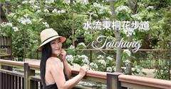 台中｜外埔水流東桐花步道：「五月雪」綻放，客家油桐花鋪成健身步道，還可觀賞高鐵呼嘯而過