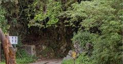 嘉義｜特富野古道：沿鄒族古徑深入水山線鐵路與柳杉林！特富野部落必走步道