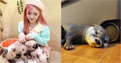 日本｜8間東京動物咖啡廳推薦！近距離和迷你豬、水獺、刺蝟互動，貓頭鷹咖啡廳麻瓜必訪！