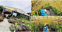 宜蘭｜金雙甡花卉農場：季節限定文心蘭隧道，延綿數百公尺金黃璀璨，宛如走進夢幻世界
