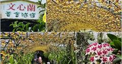 宜蘭｜金雙甡花卉農場：人氣文心蘭黃金隧道，漫步燦金花朵下，感受夏日浪漫情懷
