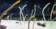 日本｜關東看花園鰻5大水族館總整理：一起欣賞超可愛生物，在旅程中被療癒一下