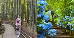 日本鐮倉一日遊這樣玩！拜訪竹林古寺、繡球花寺，打卡《灌籃高手》平交道，8個鎌倉景點報給你