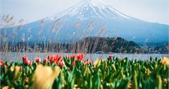 日本山梨｜大石公園：河口湖必朝聖景點，遠眺水面鏡像富士山，還能夠買周邊商品