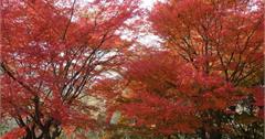 日本｜宮崎小林市旅遊，賞楓秘境、波斯菊花海，還有採摘水果體驗！