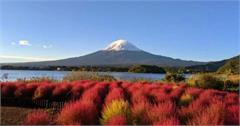 日本｜波波草6大景點推薦：富士山、北海道花海，秋天限定掃帚草美景，療癒又好拍