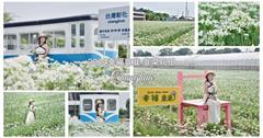 彰化｜幸福韭韭－韭菜花田：季節限定！千坪雪白韭菜花宛若仙境，還能與70歲車廂合影