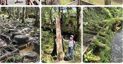 宜蘭｜太平山7條絕美森林步道：秋季登山時節！新手到高手步道通通有，欣賞台灣最美風景