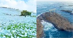 日本｜茨城景點推薦：360度海景車站、絕美粉藍色花海、海上鳥居，感受茨城的藍調