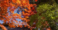 日本｜10大秋田賞楓景點：八幡平、乳頭溫泉鄉、抱返溪谷，不同風情面貌的紅葉景觀令人心醉！