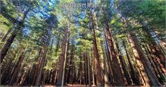 紐西蘭｜羅托魯瓦：魔戒拍攝場地身歷其境，不得不感嘆大自然的奧秘
