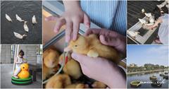 宜蘭｜甲鳥園：近距離接觸鴨寶寶，環境乾淨舒服超療癒！