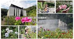 苗栗｜雅聞七里香玫瑰森林：全台唯一！沿著山形建造的玫瑰花園，徜徉數百種綺麗花卉