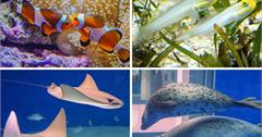 桃園｜Xpark冬の水族館戀愛物語【第五章：鰻想跟你在一起】快來譜下獨一無二的冬日戀曲！