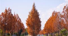 日本｜京都的隱藏秋色：六大銀杏紅葉秘境
