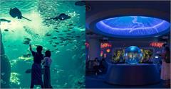 日本｜鎌倉新江之島水族館攻略！日劇拍攝景點，水母夢幻廳抓住海中的流星 