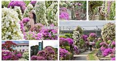彰化｜輝豐園藝－九重葛之家：免費參觀！夢幻九重葛花園滿開如仙境，美拍紫白色花海
