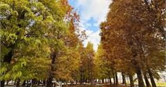 台中｜羽粼落羽松園區：黃綠紅橘落羽松林宛如忘憂森林！水池倒映湛藍天空，還有裝置藝術好拍