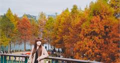 南投｜日月潭向山遊客中心：落羽松紅了！冬季限定橘紅落羽松林，怎麼拍都驚豔