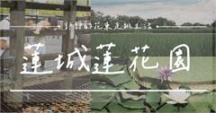 花蓮｜蓮城蓮花園：東部最大蓮花產地，還有免費的蓮花茶