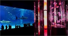 日本｜沖繩水族館DMM KARIYUSHI亮點、打卡熱點介紹，有如teamLab的水母館，是美麗海水族館的姊妹館