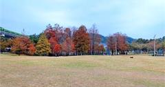 台北｜大湖公園：冬季盡頭的落羽松美景！嫩綠與棕紅交織，小橋流水別有一番風景