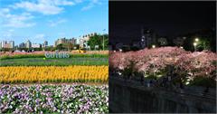 台北｜春節必遊7大花海推薦！河濱公園、陽明山、貓空，帶著全家賞花踏青去！