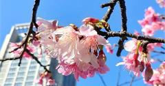 華新麗華大樓：信義區市中心也能賞櫻！山櫻花、落羽松相映成輝