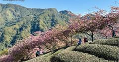 南投｜八卦茶園：最美茶園櫻花隧道！垂枝櫻小徑感受春季浪漫