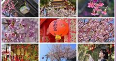 台北「指南宮」粉嫩櫻花開了！從貓纜出發走訪千階竹柏參道，祈福打卡賞櫻花