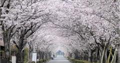 日本小林市景點推薦：賞花漫遊、限定甜點，春季必訪一次看！