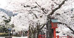 城崎溫泉景點推薦：春遊5處賞櫻私房景點，用城崎周遊卡升級版超划算