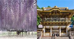 日本栃木縣必訪景點推薦！日光東照宮、足利花卉公園，一年四季都好玩