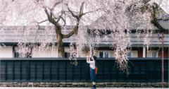 日本10個秋田賞櫻景點推薦：櫻花隧道、典雅古風，讓人捨不得離開！