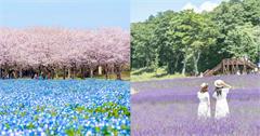 日本花季地圖：最佳賞花景點、季節整理，欣賞期間限定的日本四季花海