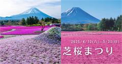 2025富士芝櫻祭！50萬株一次盛開超壯觀，夏天還有富士彩虹花祭