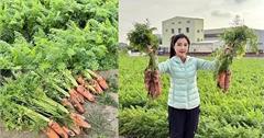 2025將軍區紅蘿蔔木棉爭鮮搶豔同樂會：拔蘿蔔、賞花、逛市集