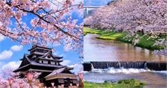 日本山陰賞櫻景點推薦！出雲大社、松江城，賞櫻花還能求姻緣