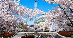 日本福島賞櫻行程推薦：郡山必訪景點、美食交通住宿！