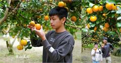 東山農園：秋冬季節限定採果體驗，享受新竹採橘子樂趣