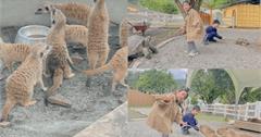 新北｜萌萌森林物語：童話風親子農場，跟羊駝、水豚互動，週末放電好處去