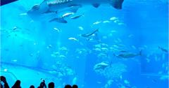 日本｜沖繩美麗海水族館：一生必看黑潮之海水族箱，交通、購票、週邊環境行前攻略總整理
