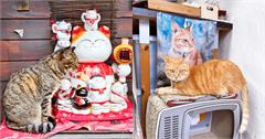 猴硐貓村能去哪？瑞芳猴硐30個詳細打卡點攻略，貓奴先收藏