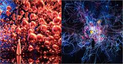 日本京都teamLab Biovortex Kyoto！2025年秋季登場，4大亮點搶先看